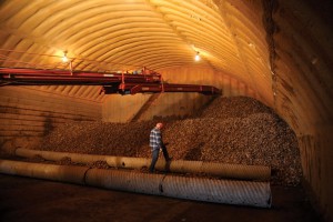 Potatoes being placed into a storage shed